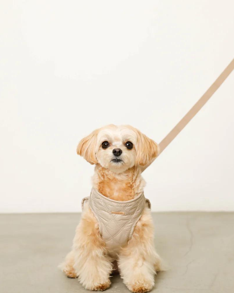 Dog harness for top sale