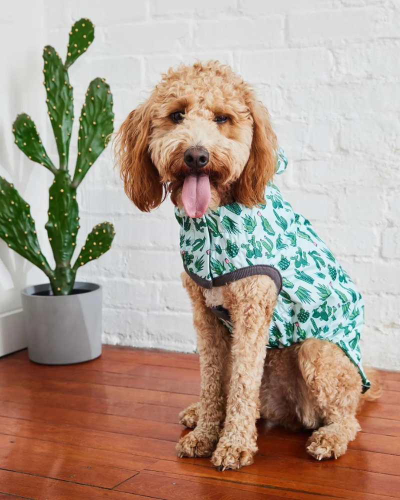 Goldendoodle shops raincoat