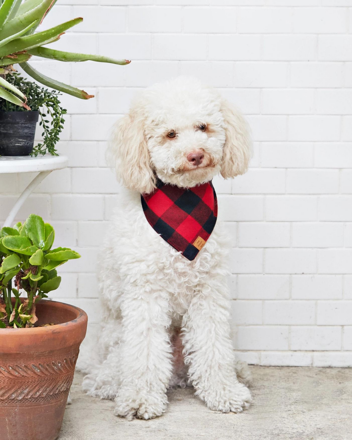 Red and Black Buffalo Check Flannel Dog Bandana FINAL SALE