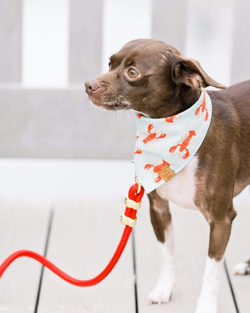 Rope Dog Leash | Dark Red Leash, Rope Leash, Soft Dog Leash, outlets Red Rope Leash