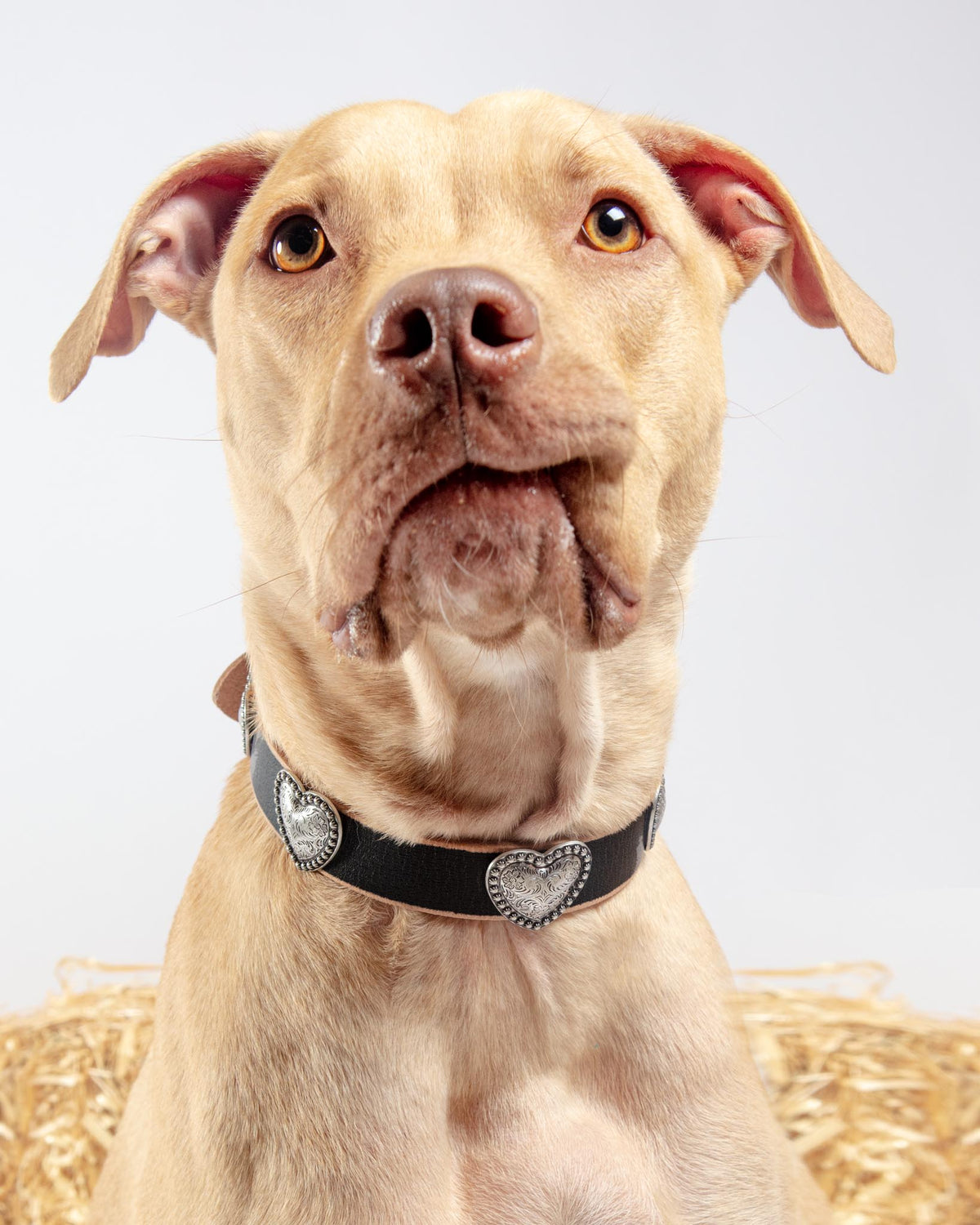 Genuine Distressed Leather Dog Collar with Heart Conchos