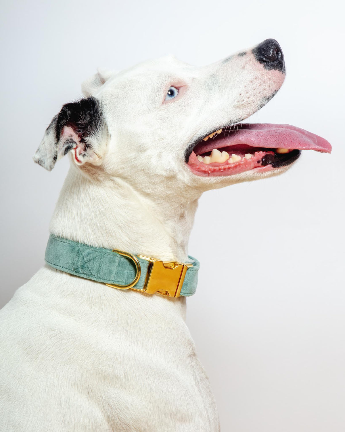Navy Velvet Dog Collar – The Foggy Dog