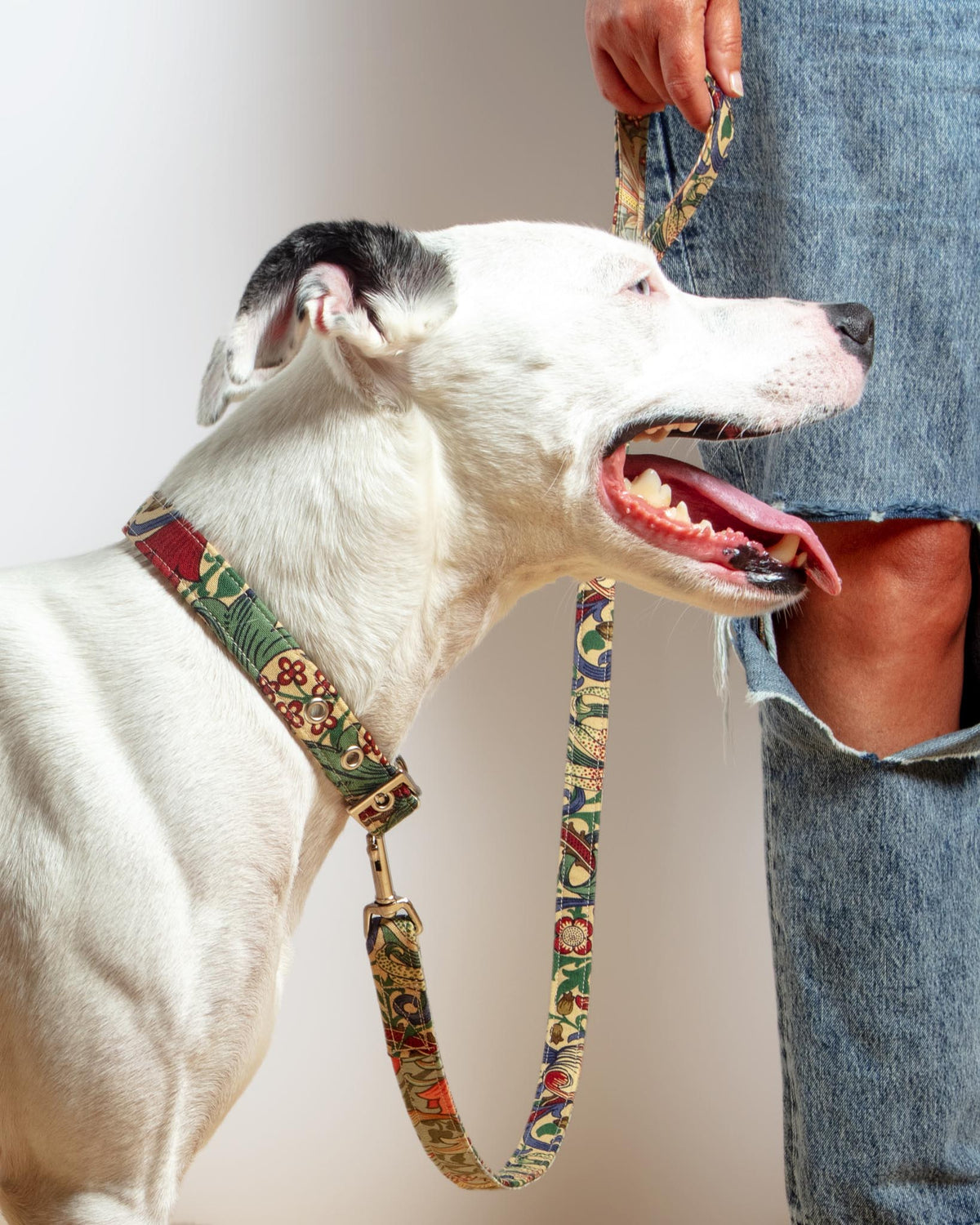 Blossom dog outlet collars