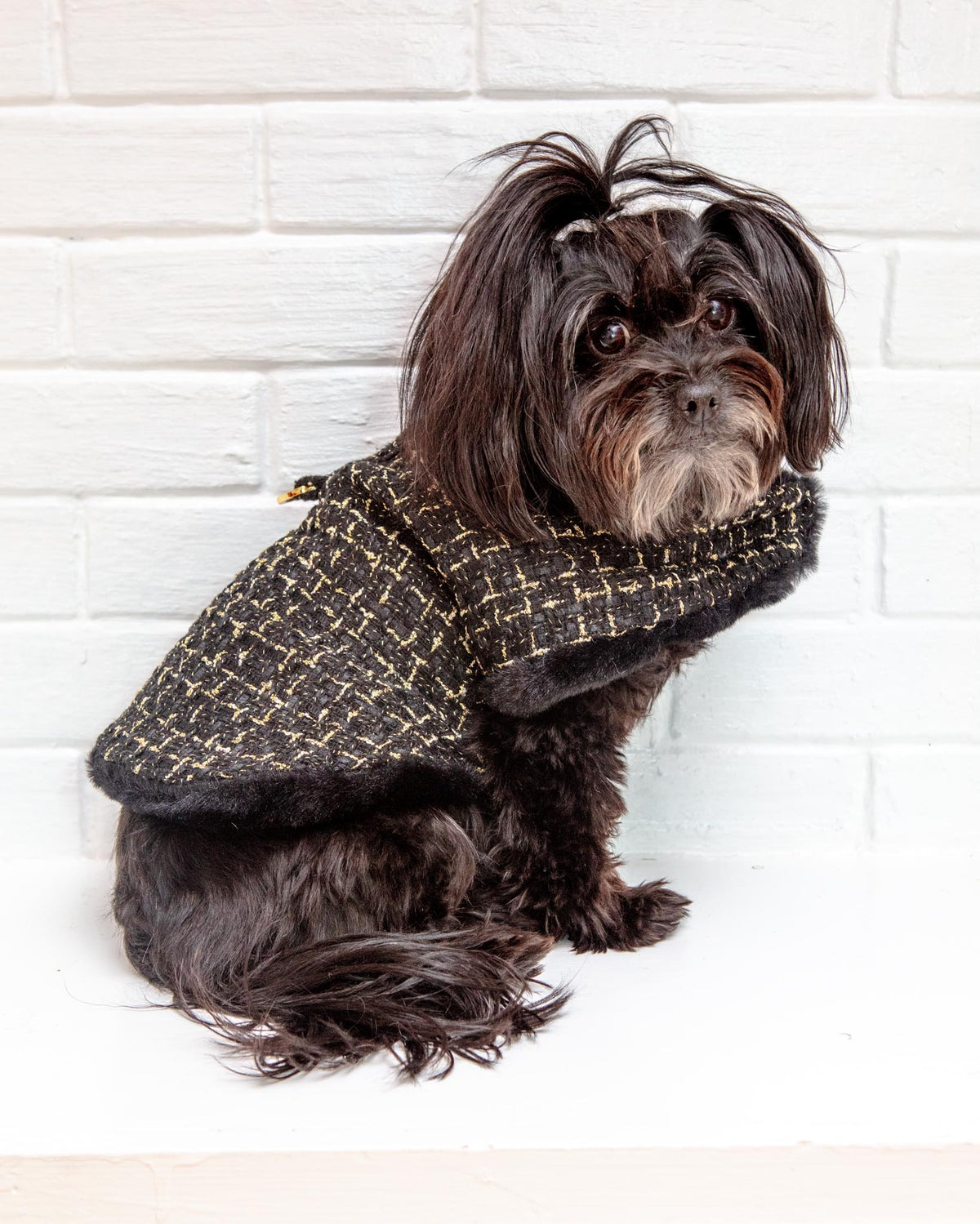 Tweed store coat dog