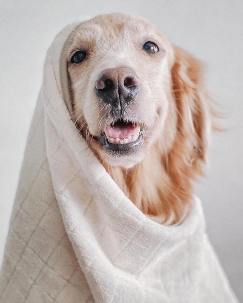 Baby blanket with online dog head