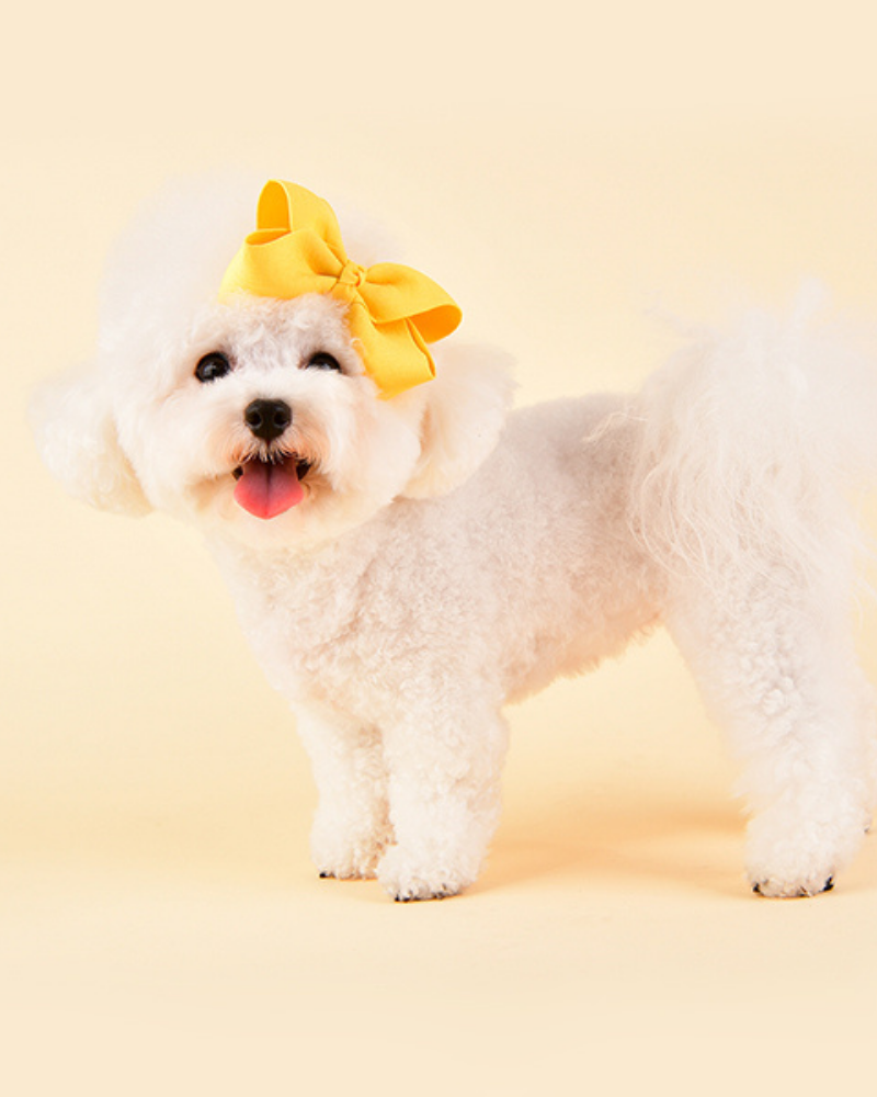 Dog with ribbon in 2024 hair