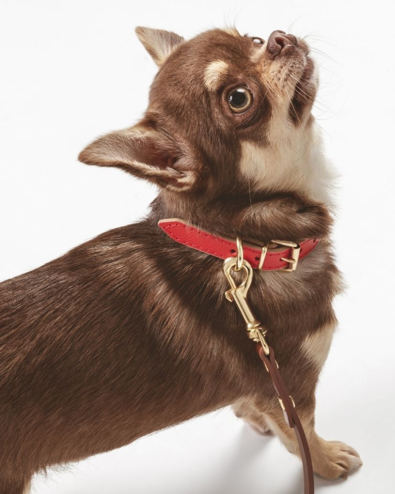 Louis Vuitton Dog Collars And Leads