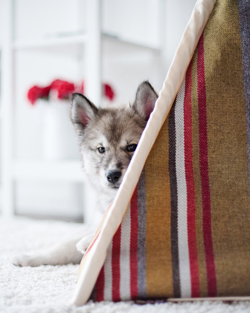 Dog teepee -  France