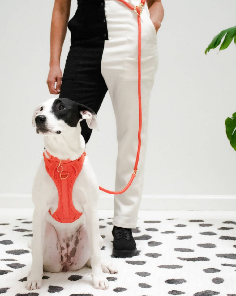 AWOO PETS Infinity Dog Leash in Spice DOG CO