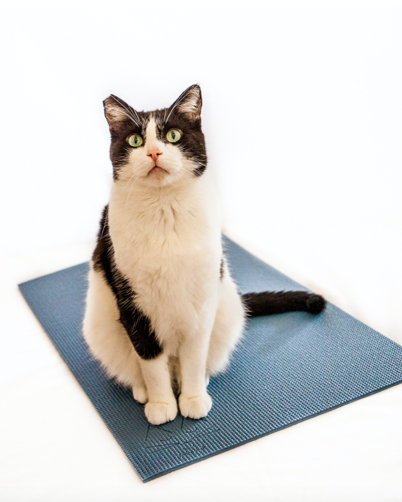 Cat yoga mat hotsell