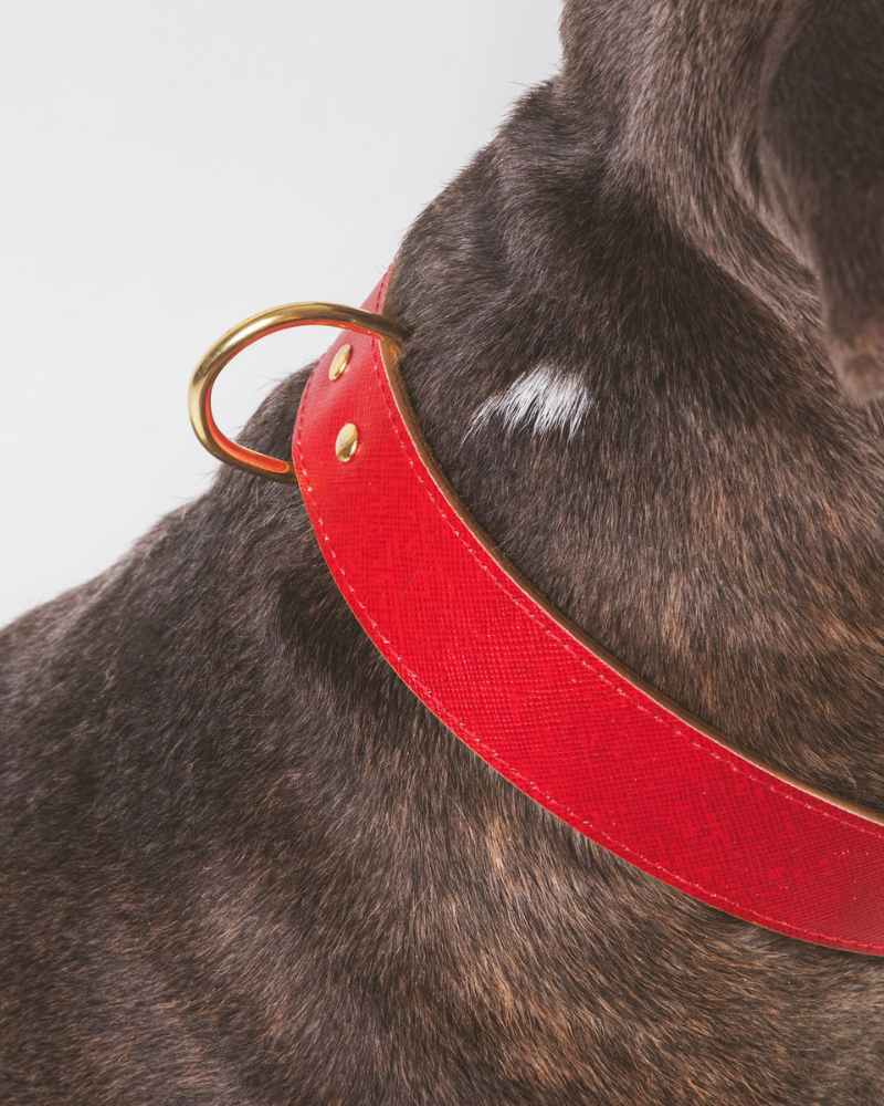 BRANNI, Small Dog Collar in Cognac Leather (Made in Italy)