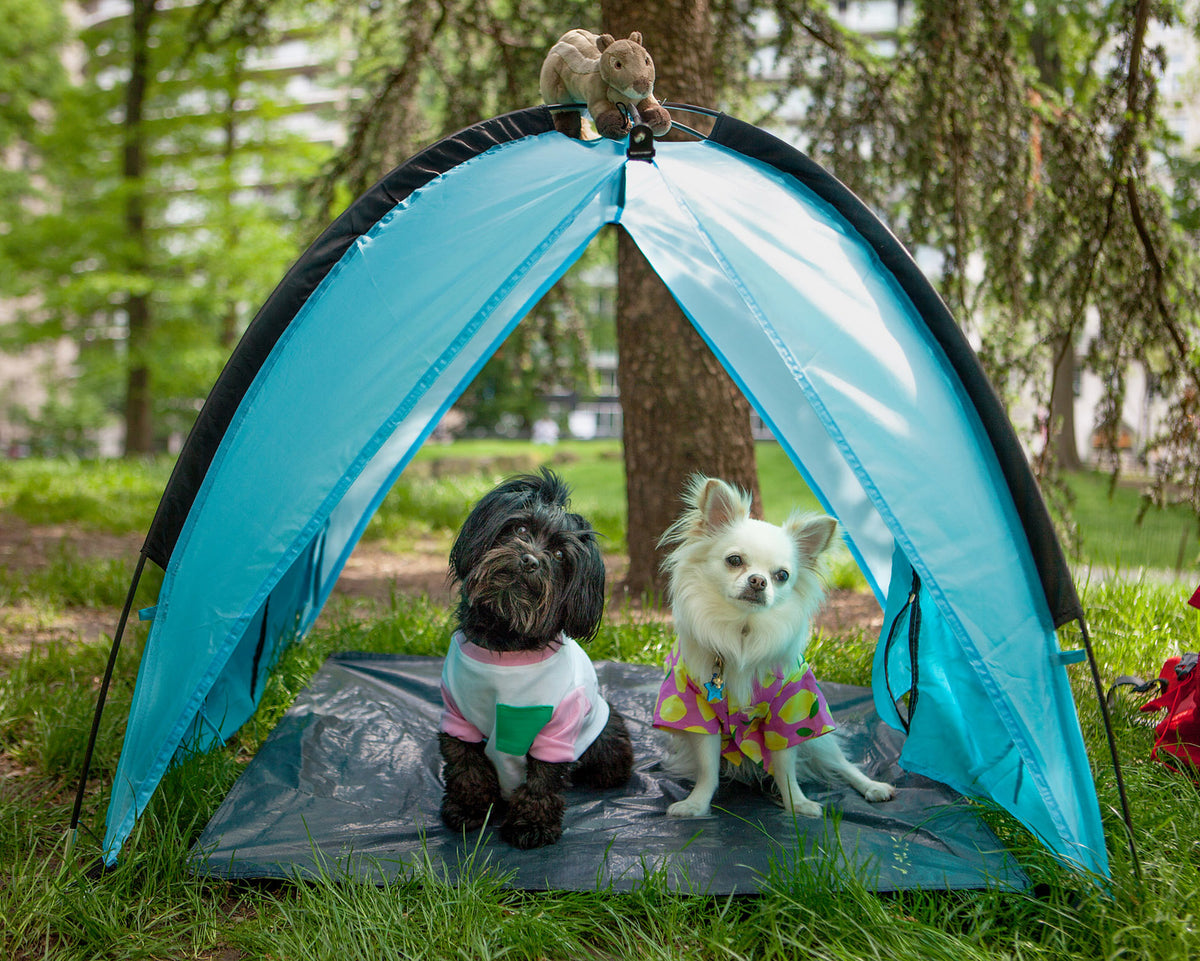 Alcott sales pup tent