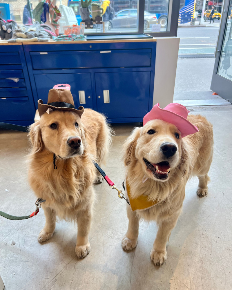 Dog Cowboy Hats