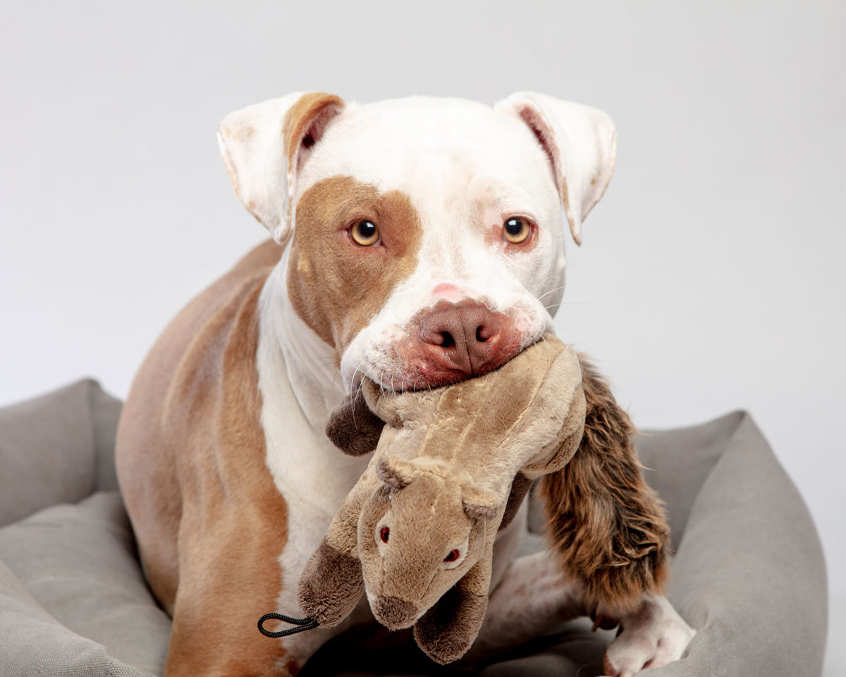 Squirrel with Squeaker