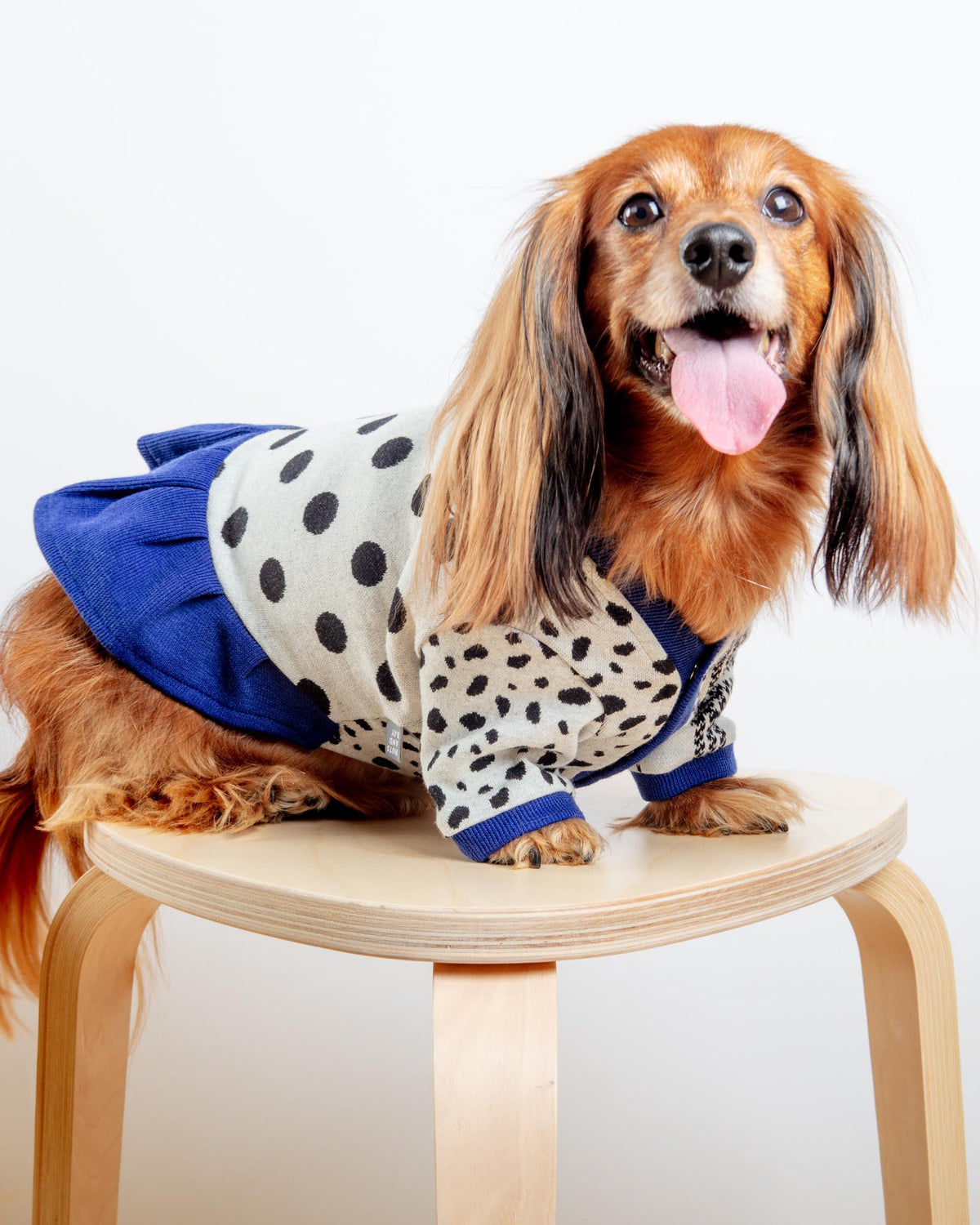 Dalmatian dog outlet clothes