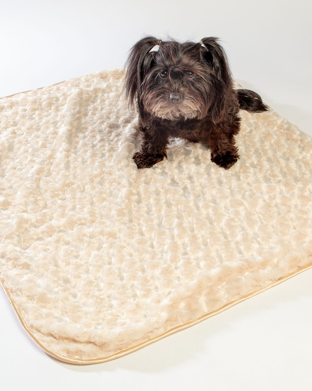 Softest dog 2024 blanket