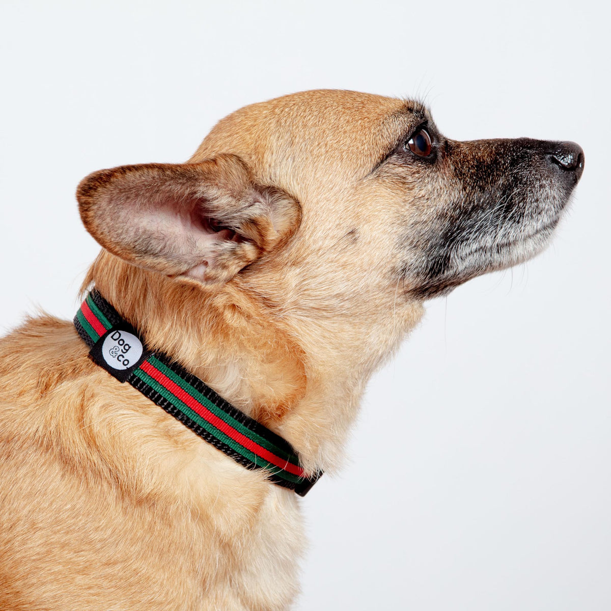 Luxe Green & Red Stripe Dog Collar (Made in NYC)