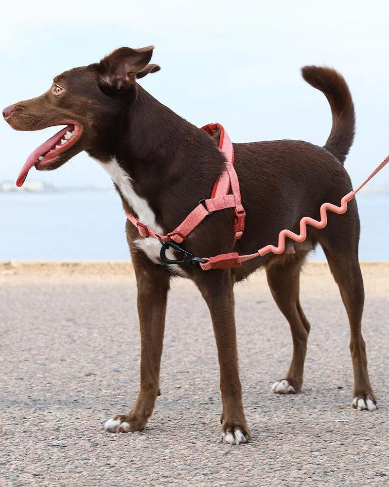 SofterWalk No-Pull Dog Harness in Canyon (FINAL SALE) WALK ZEE.DOG