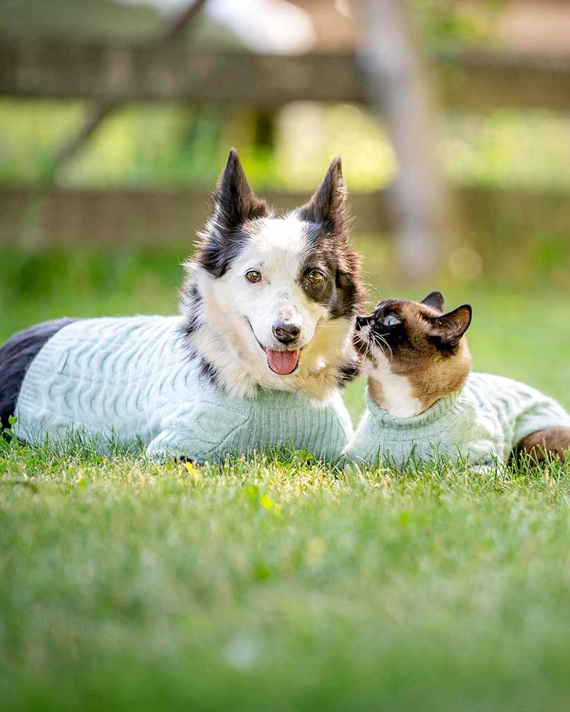 Fuzzy Knit Dog Turtleneck Sweater in Soft Mint Wear BLUEBERRY PET