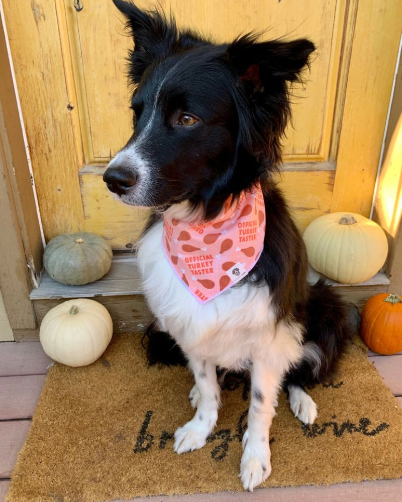 Official Turkey Taster Dog Bandana (Made in the USA) Wear THE SOCIAL DAWG   