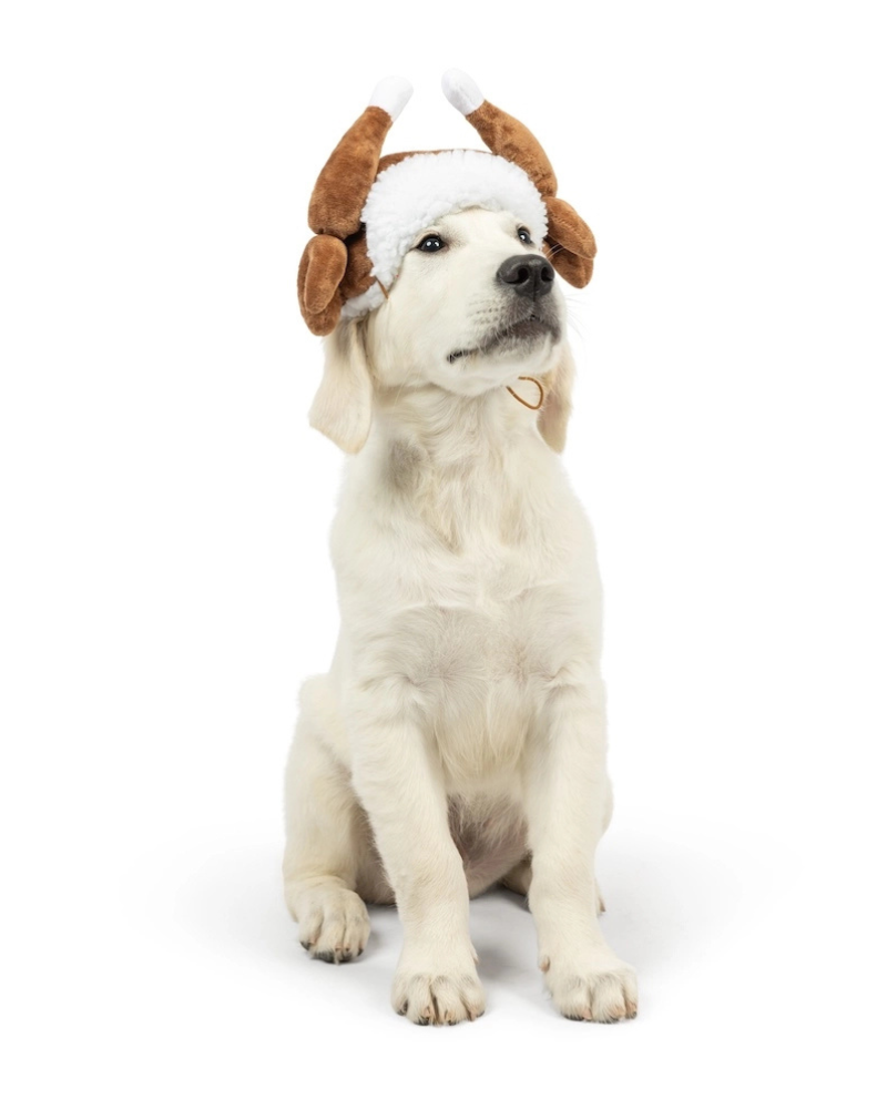 Turkey Taster Dog Hat Wear Huxley & Kent   