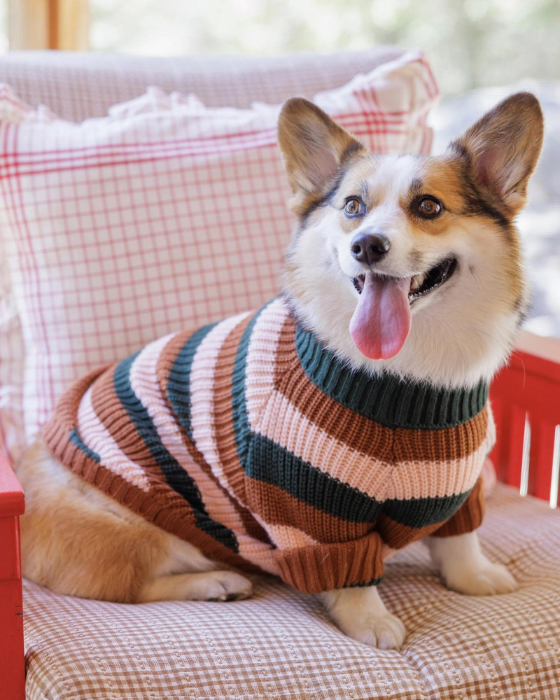 Bold Stripe Dog Sweater Wear THE FOGGY DOG   