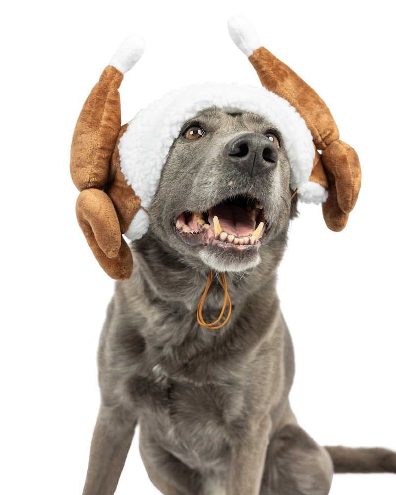 Turkey Taster Dog Hat Wear Huxley & Kent   