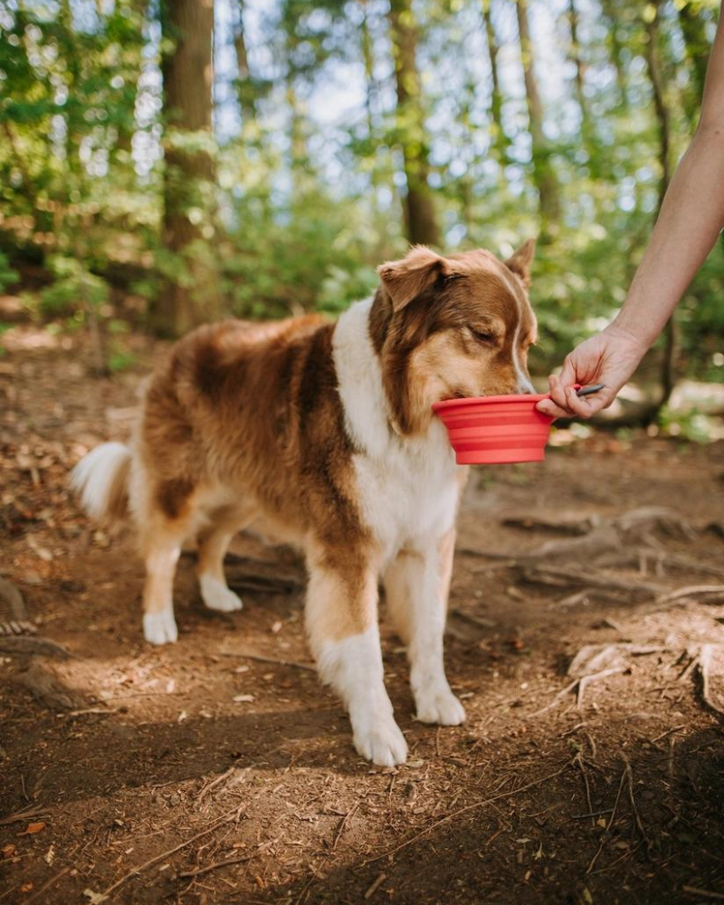 Silicone Collapsible Dog Bowls Dog Supplies MESSY MUTTS   