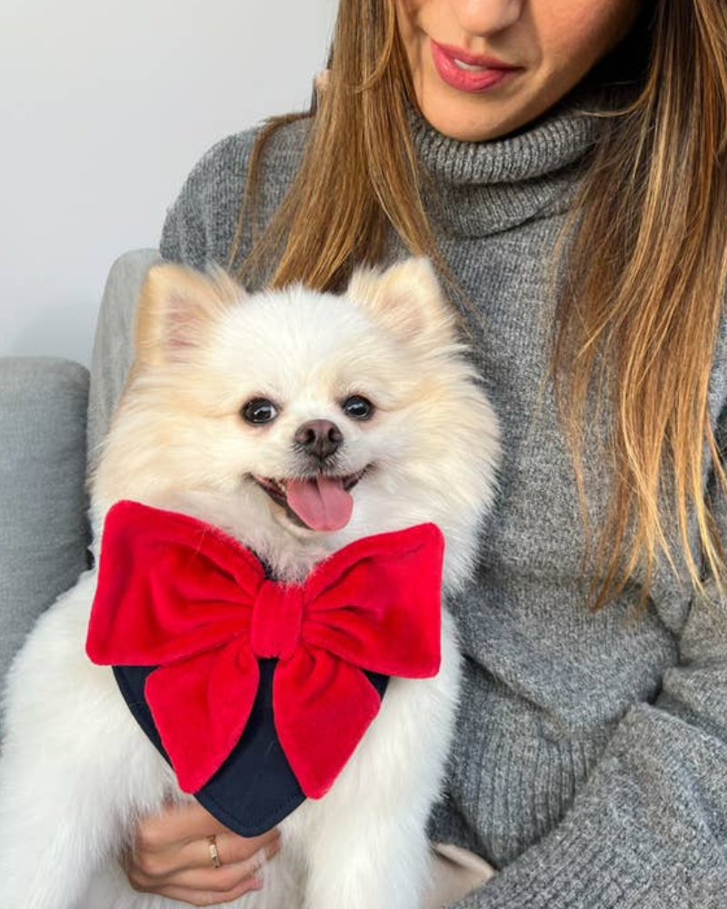 Red Velour Bow Dog Bandana Wear COLETTE ET GASTON   