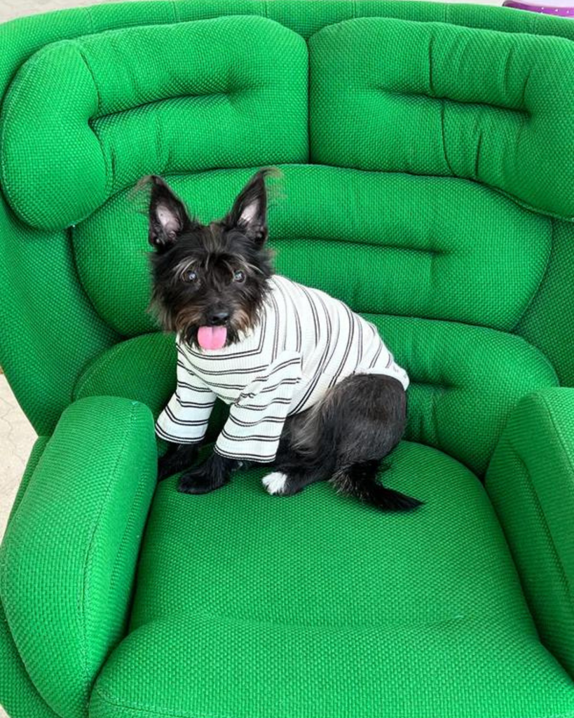 World's Your Oyster Dog Pullover Shirt (FINAL SALE) Wear LITTLE BEAST   