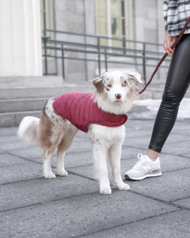 Reversible Puffer Dog Jacket in Burgundy Wear KNOTTY PETS