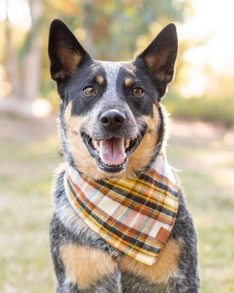 Cornucopia Flannel Fall Dog Bandana (Made in the USA) Wear THE FOGGY DOG   