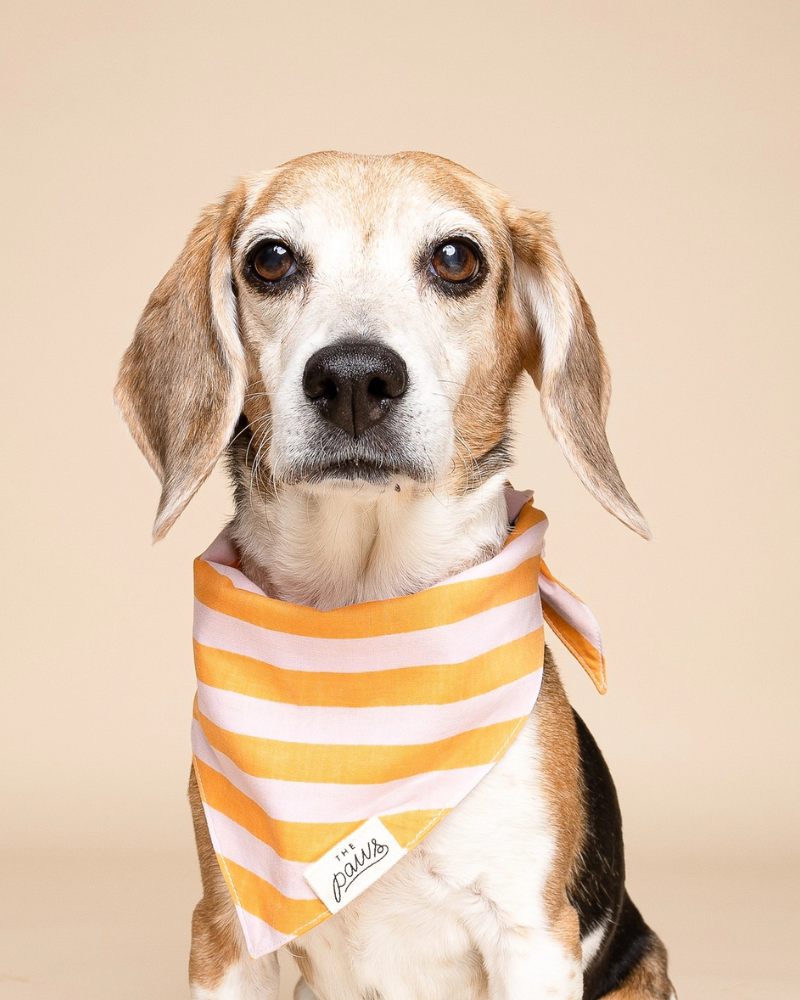 Nusa Striped Dog Bandana Wear THE PAWS