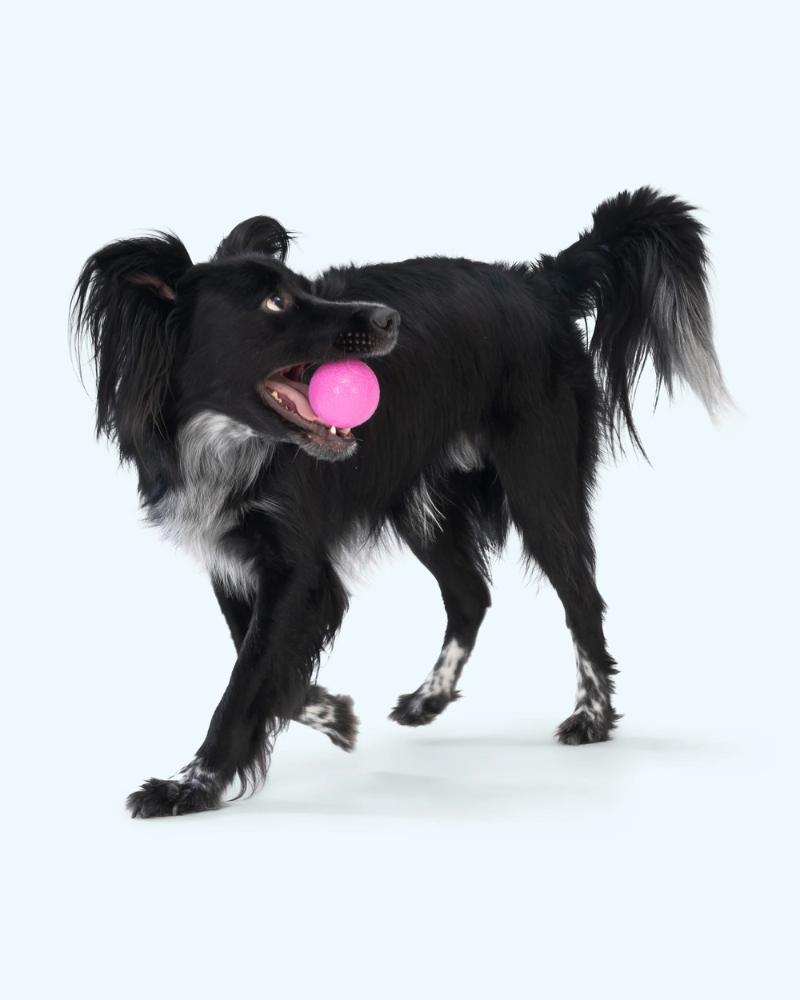 Boundr™ Squishy Dog Ball (2-Pack) PLAY WEST PAW