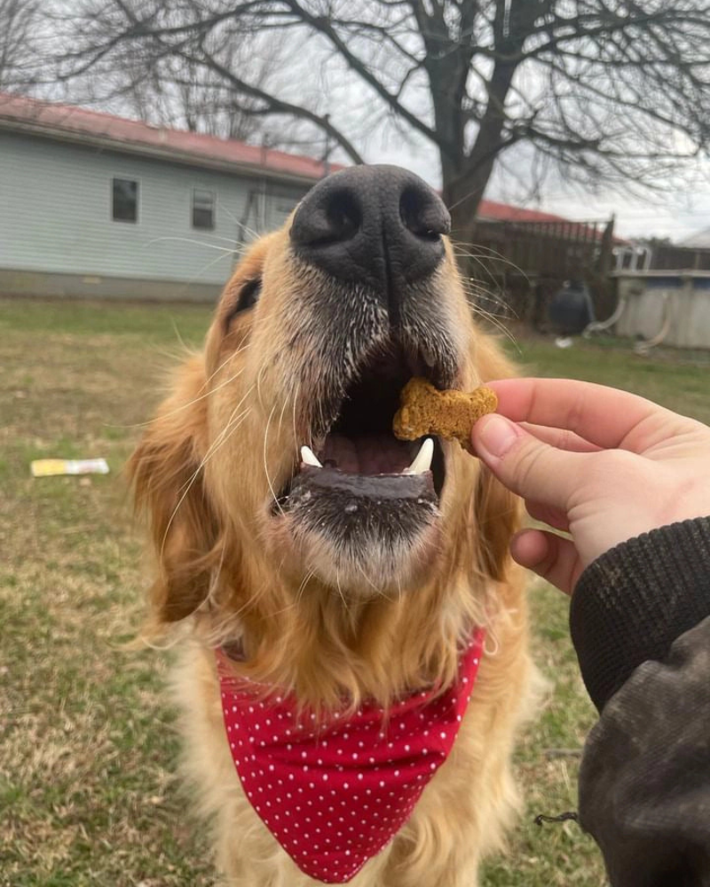 The Og - Sweet Potato Sourdough Dog Treats eat SOURDOG   