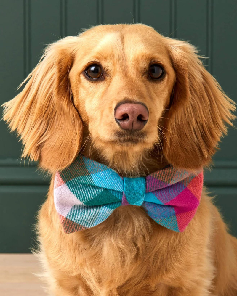 Color Pop Flannel Dog Bow Tie (Made in the USA) Wear THE FOGGY DOG   