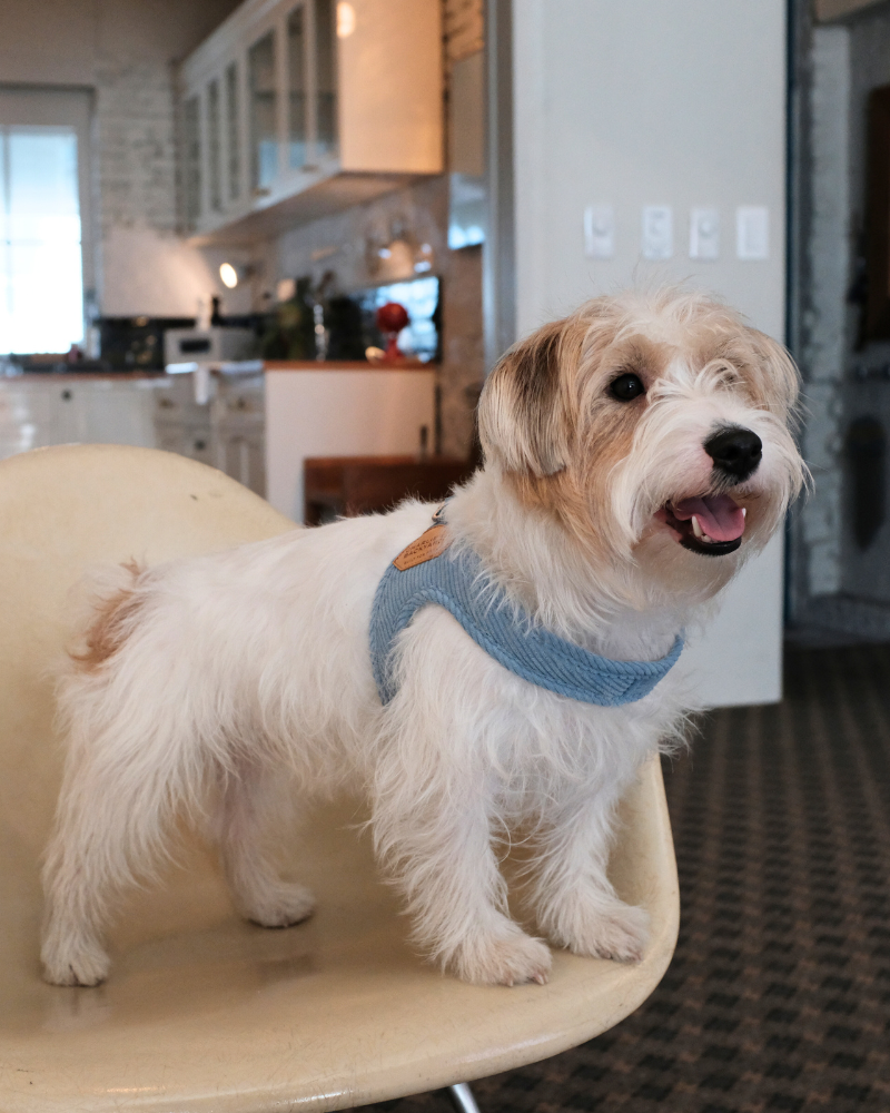 Corduroy Buckle Up Easy Dog Harness in Baby Blue Walk CHARLIE'S BACKYARD