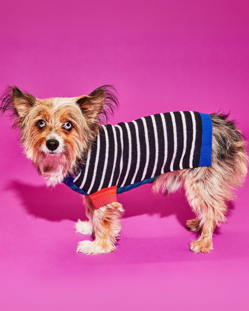 Merino Wool Mixed Up Stripes Dog Sweater (FINAL SALE) Wear WARE OF THE DOG