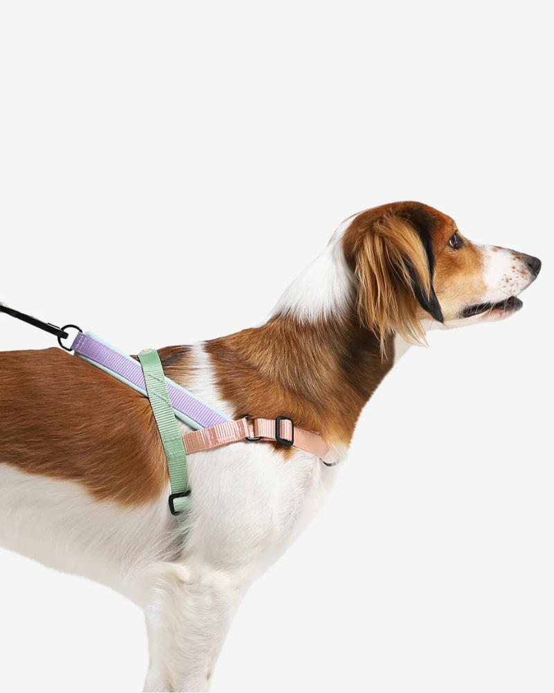 SofterWalk No-Pull Dog Harness in Peach WALK ZEE.DOG