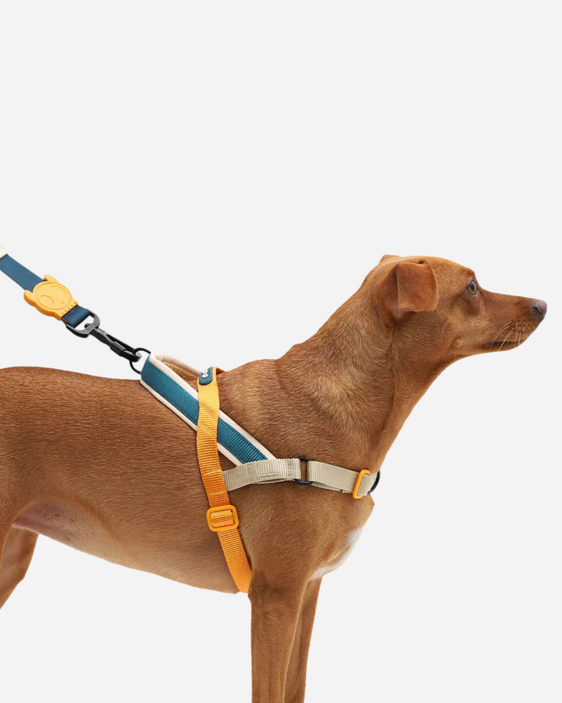 SofterWalk No-Pull Dog Harness in Voyage WALK ZEE.DOG