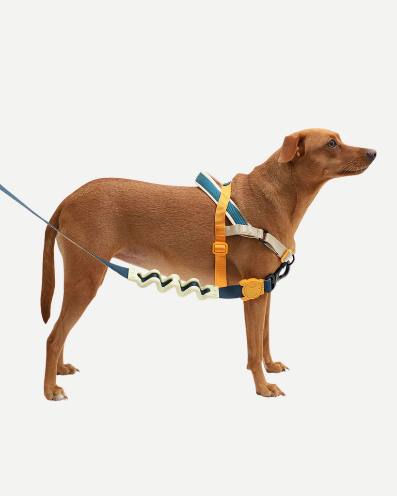 SofterWalk No-Pull Dog Harness in Voyage WALK ZEE.DOG