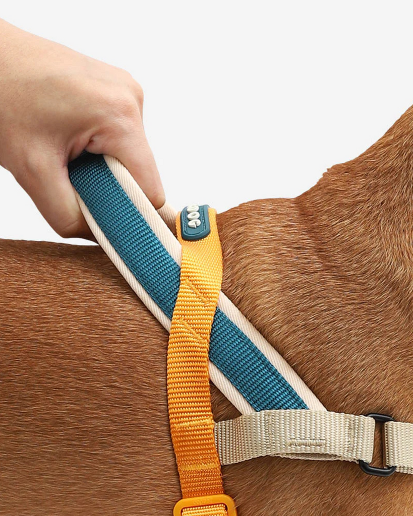 SofterWalk No-Pull Dog Harness in Voyage WALK ZEE.DOG