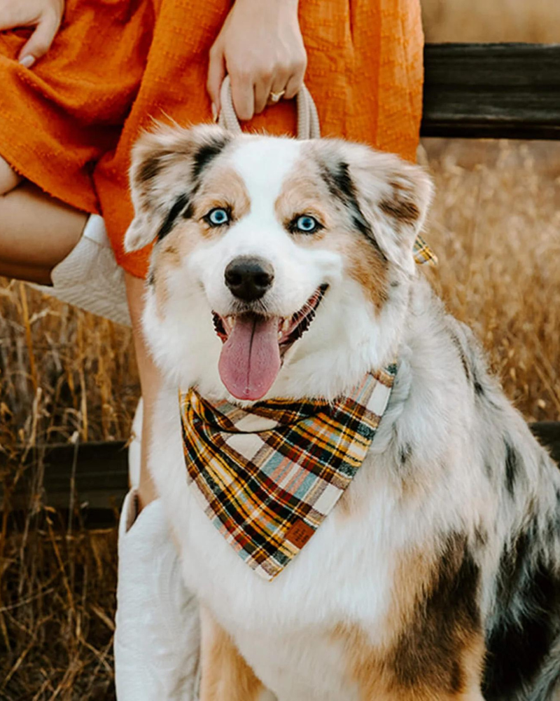 Cornucopia Flannel Fall Dog Bandana (Made in the USA) Wear THE FOGGY DOG   