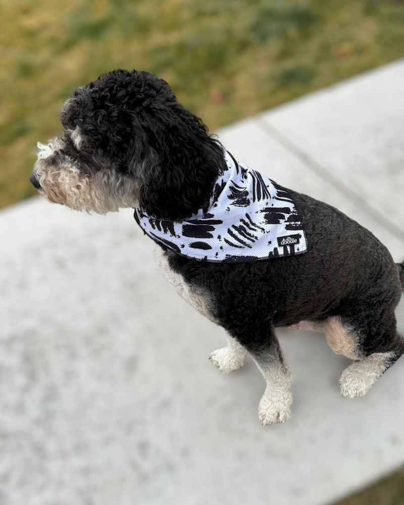 Cooling Dog Bandana in Berne (FINAL SALE) (SUM24LO) Wear DOODLE PET DESIGN   