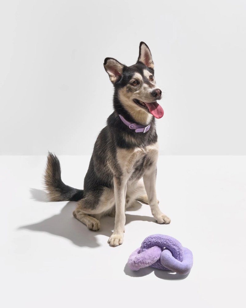 Chew Chain Squeaker Dog Tug Toy in Lilac PLAY WILD ONE