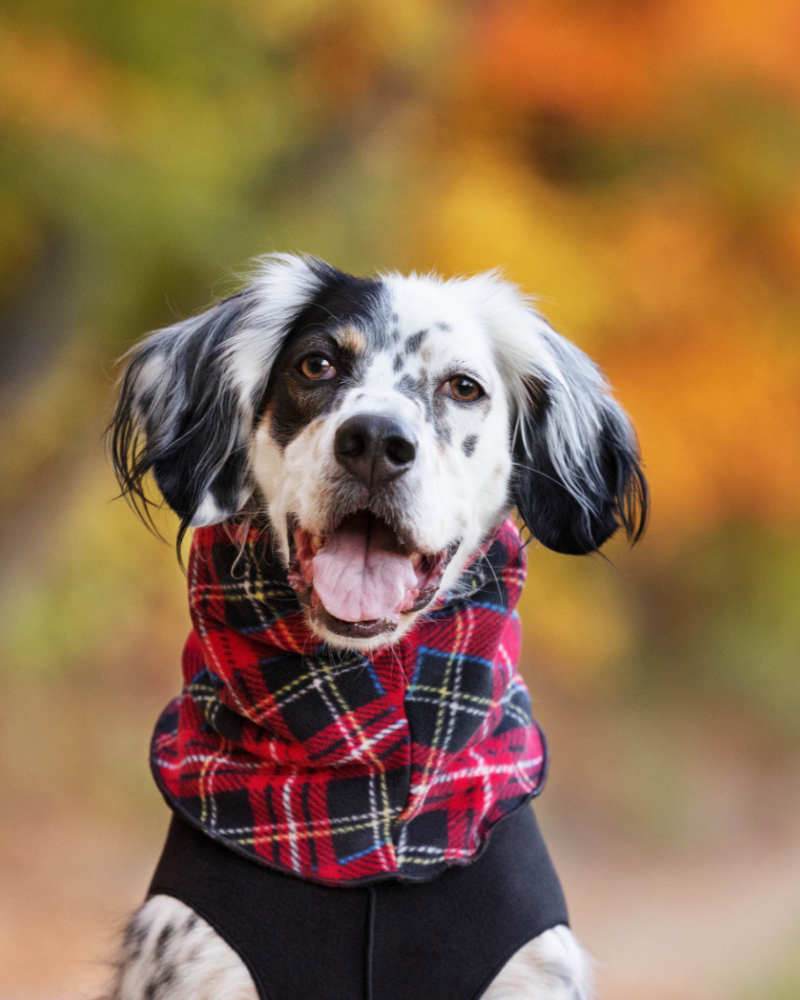 Fleece Dog Snood in Tartan Plaid Wear GOLD PAW