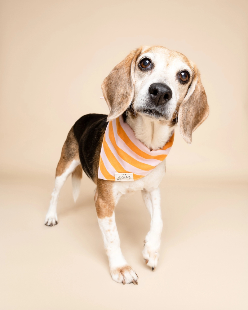 Nusa Striped Dog Bandana Wear THE PAWS