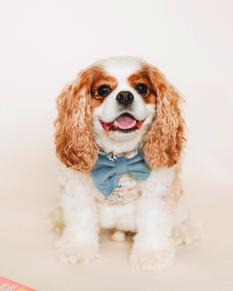 Misty River Classic Velvet Dog Bow Tie Wear WAG & WONDER