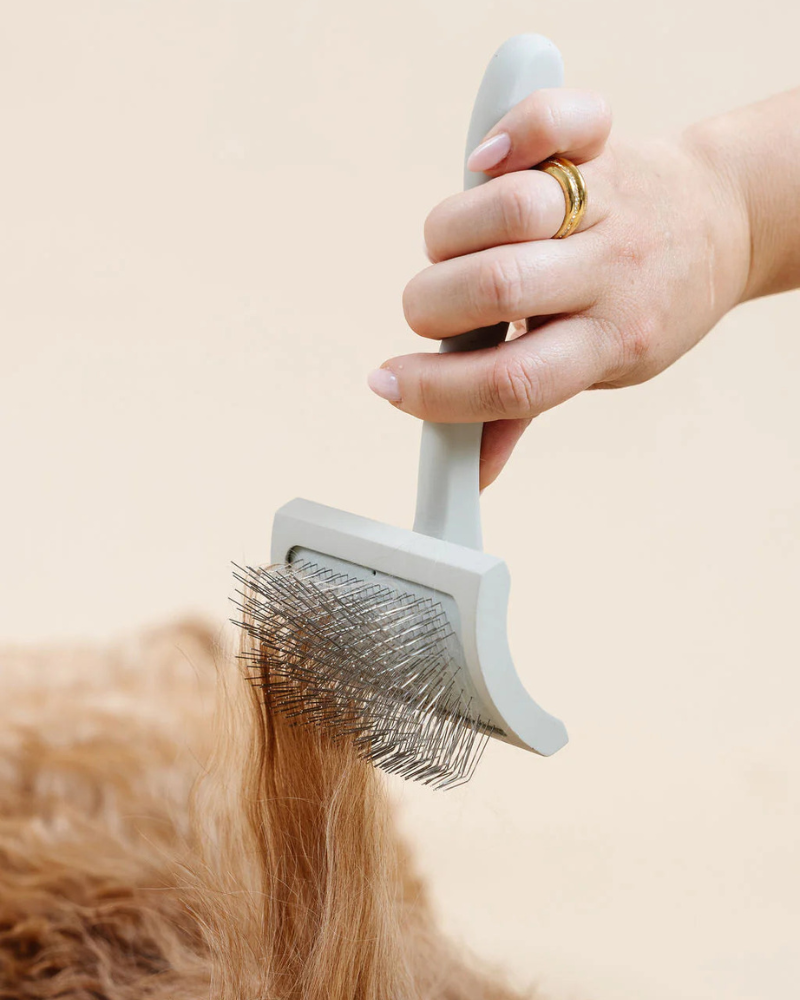 Everyday Slicker Brush for Dogs HOME PUPWELL