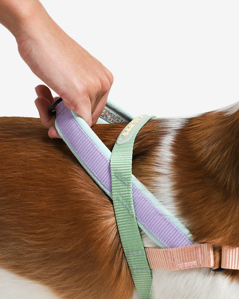 SofterWalk No-Pull Dog Harness in Peach WALK ZEE.DOG